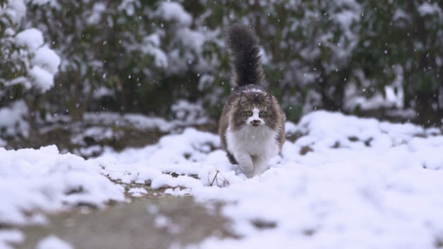 NHK『岩合光昭の世界ネコ歩き　徳島』