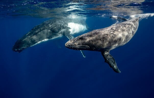 Humpback whales (Photo by Elianne Dipp from Pexels)