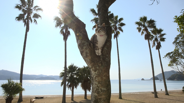 NHK『岩合光昭の世界ネコ歩き　宮崎』