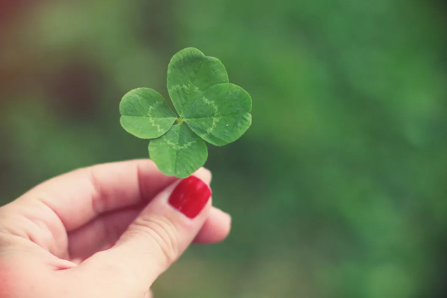 four-leaf clover Photo: Getty Images