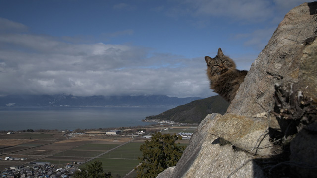 NHK『岩合光昭の世界ネコ歩き　滋賀』(c)NHK