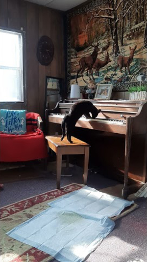 kitten play piano