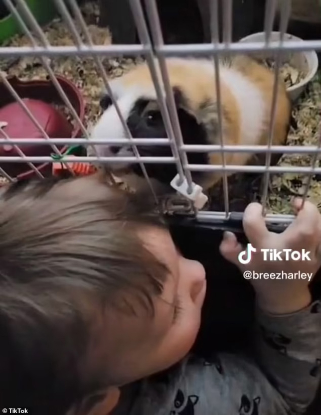 the guinea pig had been munching down on the little boy's hair