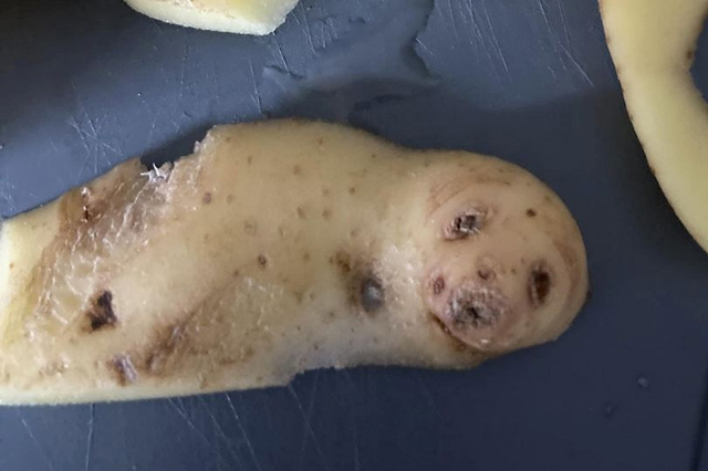 It looks like a seal - the animal, not the singer (Image: Corinne Dolman / SWNS)