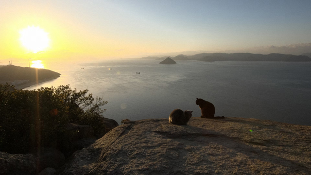 NHK『岩合光昭の世界ネコ歩き　4Kスペシャル　岡山』