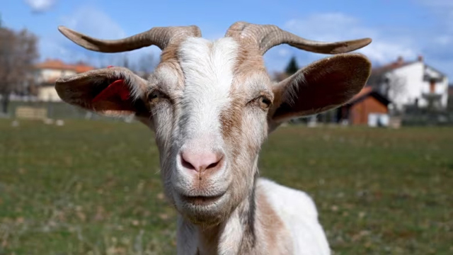 goat   (Denis Lovrovic/AFP/Getty Images)