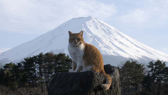 NHK『岩合光昭の世界ネコ歩き　4Kスペシャル　山梨』