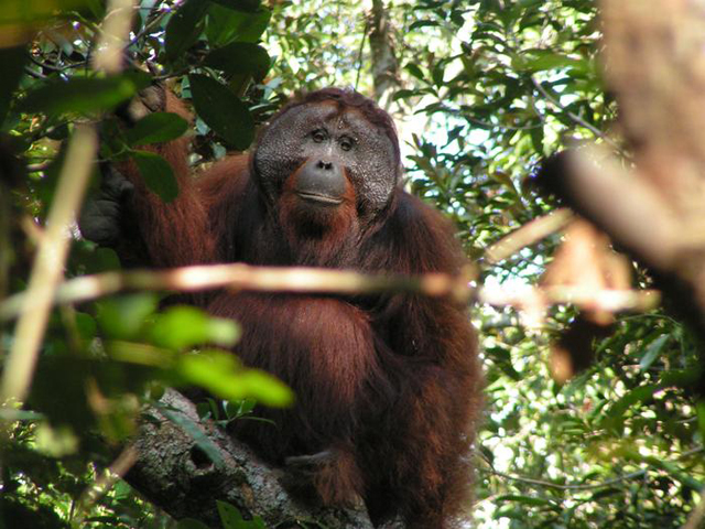 orangutan  (c) Adriano Lameira and Madeleine Hardus
