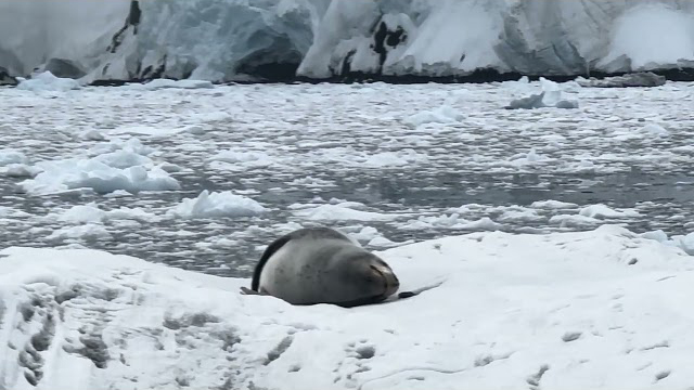 Leopard Seal Singing (Antarctica)