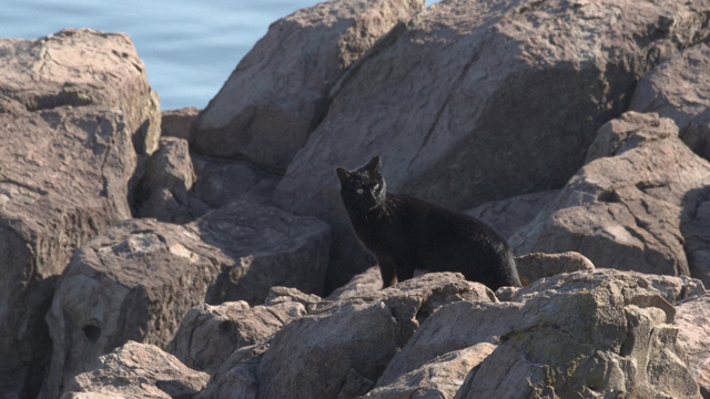 NHK『岩合光昭の世界ネコ歩き　4Kスペシャル　福井』