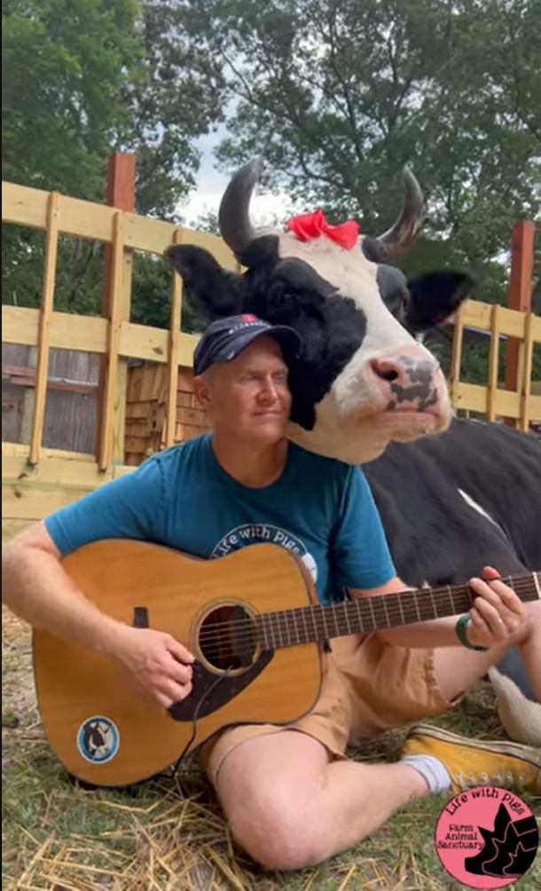Jenna the Calf Who Lived listens as the man who rescued her sings to her