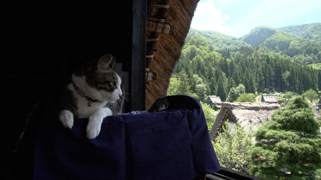 NHK『岩合光昭の世界ネコ歩き　4Kスペシャル　岐阜』(c)NHK (c)岩合光昭　