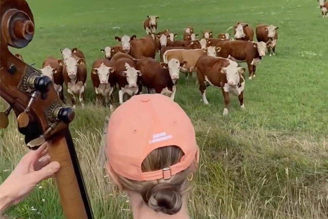 Kaisa Mäensivu - Herd of cows rushes down a field to enjoy free jazz