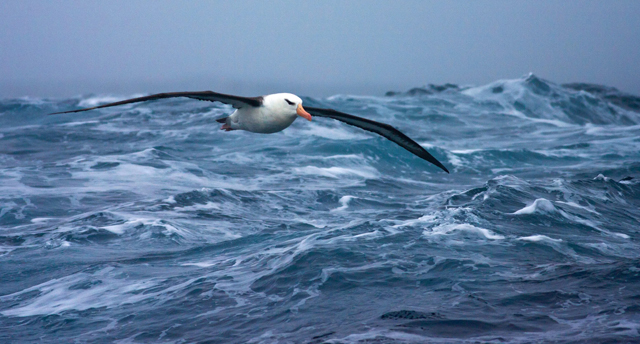 Albatrosses　 image: Agami Photo Agency/Shutterstock