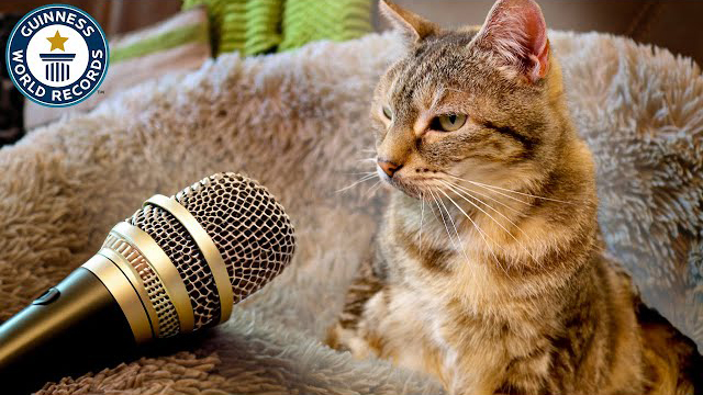 14-year-old Bella - Loudest Purring Cat - Guinness World Records