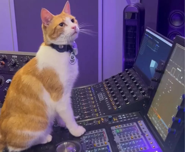Nala in the studio sitting on a mixing desk - photo by LEWIS AMES
