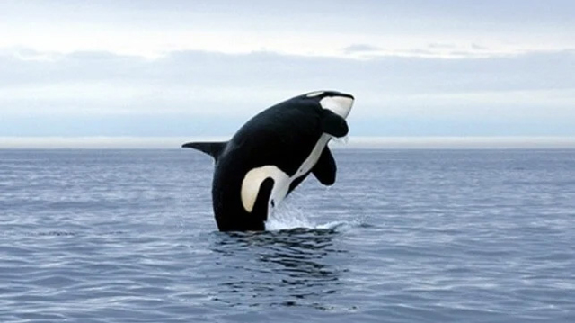 Orca - Getty Images