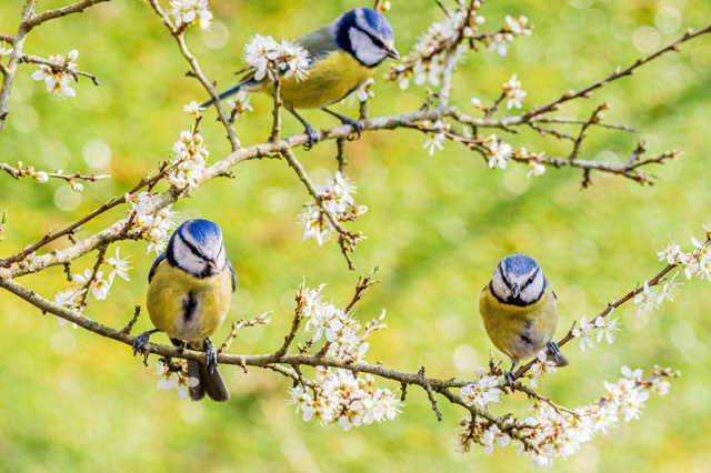 Blue tits exploring a blackthorn blossom in Aberystwyth. Credit: Alamy Stock Photo