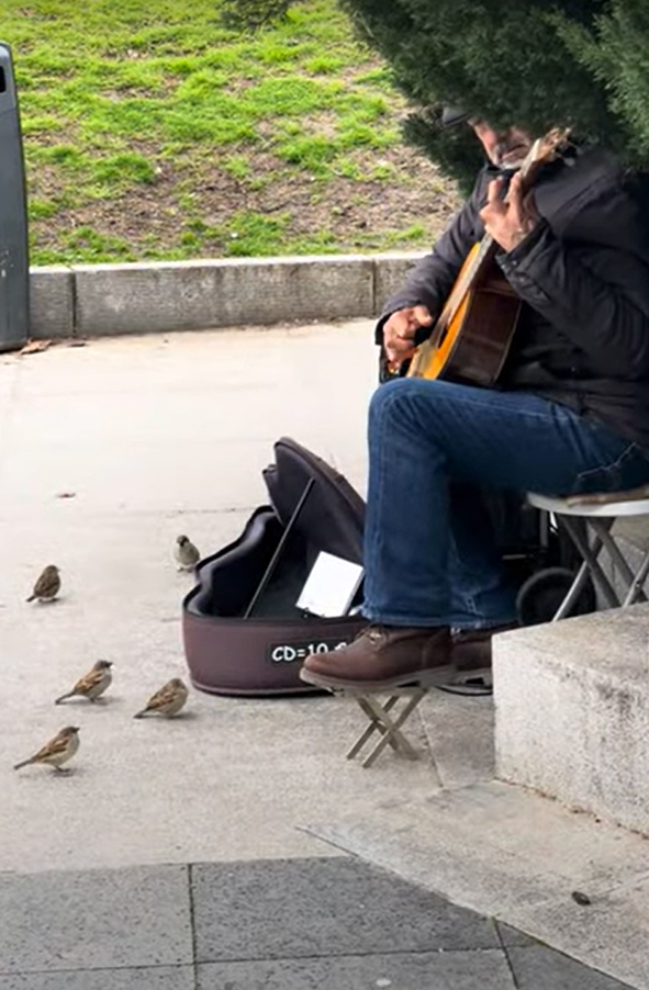 Busker in Madrid Attracts Audience of Birds