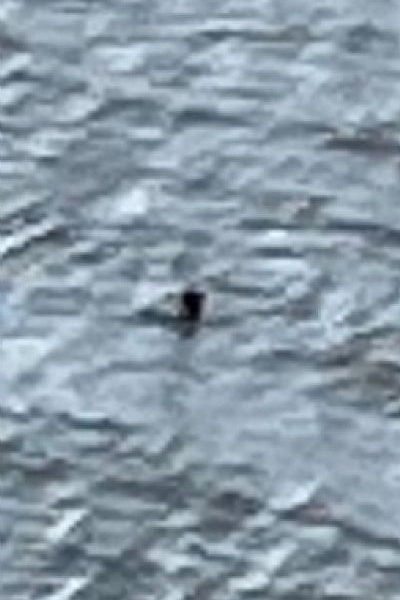 Nessie? sighting 2024 - Official Loch Ness Monster Sightings Register - Photo by  Parry Malm