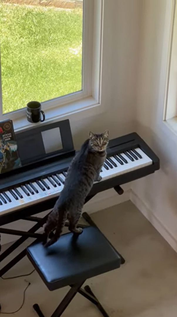 A cat stands on an electric piano and creates some spooky music.