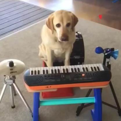 One-Dog Band