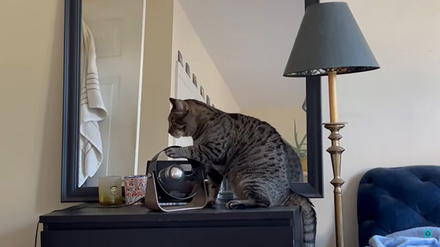 Cat DJ Performs With Fan