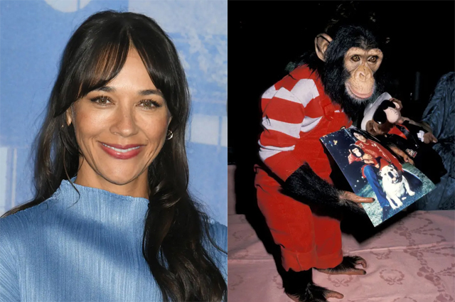 Rashida Jones - Jun Sato / WireImage, Bubbles - Jim Smeal / Ron Galella Collection via Getty Images