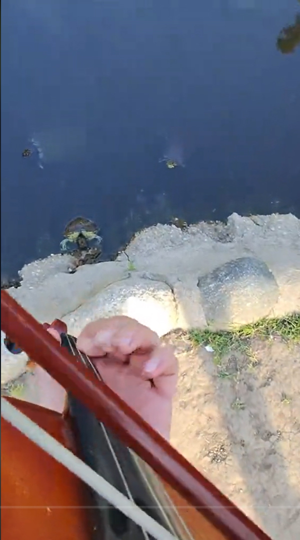 Musician Summons Turtles to the Surface of a Pond With an Violin Cover of ‘Crazy Train’