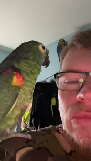 Parrot singing Bon Jovi livin’ on a prayer