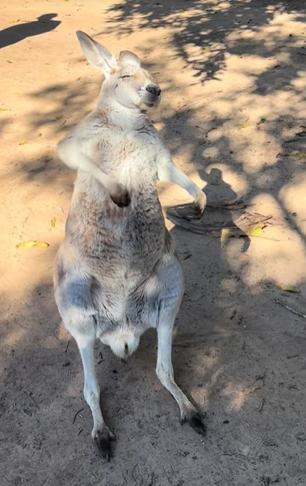 Air Guitar kangaroo