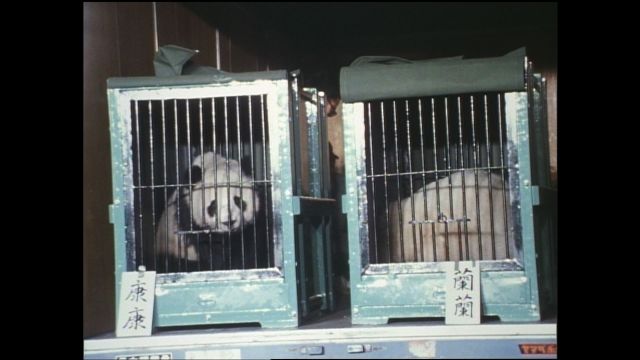 NHK「ようこそパンダ カンカン・ランラン来日」 1972年(昭和47年)撮影 (c)NHK