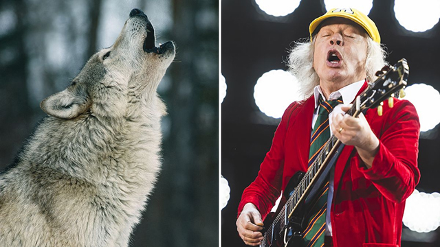 A grey wolf and AC/DC's Angus Young - © Getty