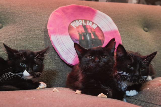 Dark Matter, Gremmie, Bugs　Photo via Pearl Jam SNS