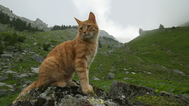 NHK『岩合光昭の世界ネコ歩きmini「コンサート」「かぎしっぽ」』(c)NHK(c)岩合光昭