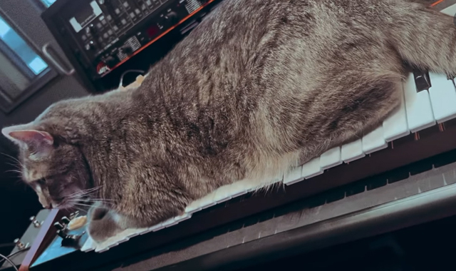 Cats on synthesizers - Mike Gordon