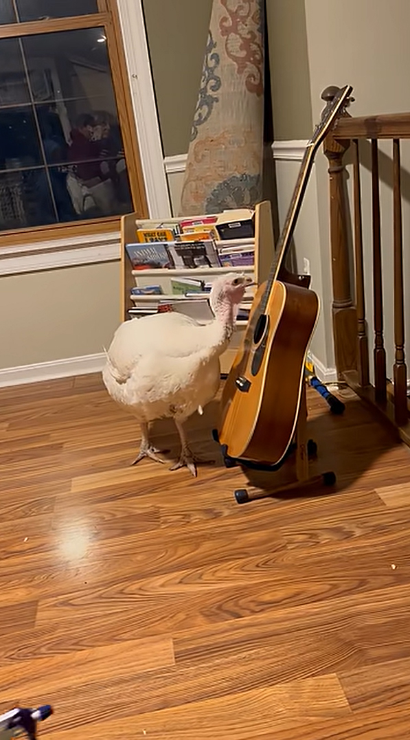 Frida the Turkey Loves Playing Guitar